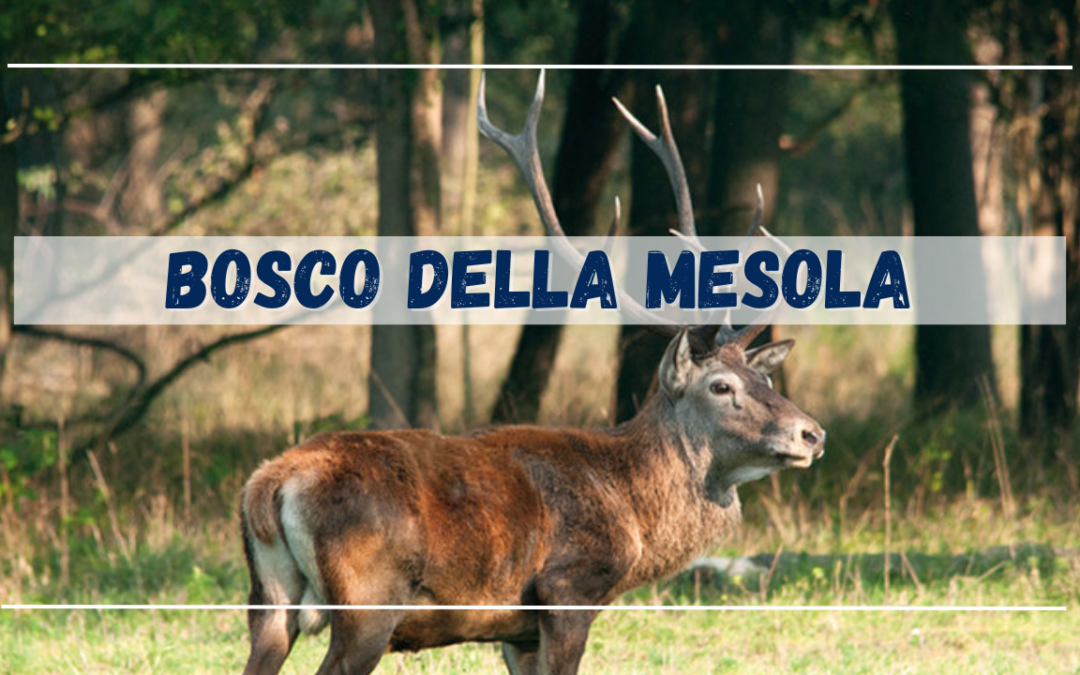 Bosco della Mesola