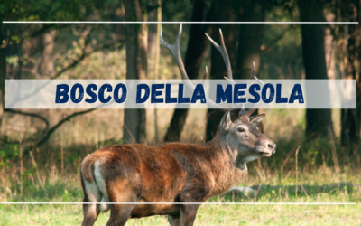 Bosco della Mesola, scopri l’antica foresta della Pianura Padana